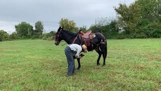 Roman John mule for sale Pick up feet Excellent ground manners call 606-303-5669‼️‼️‼️‼️‼️‼️‼️‼️‼️