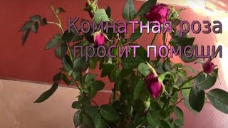 Как реанимировать комнатное растение?  Роза просит помощи!