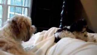 The Singing Shih Tzus