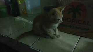HARAPAN ANAK KUCING PENGEN MAKAN MI GORENG.