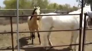Размножение лошадей, animaux d'élevage breeding animals, спаривание животных