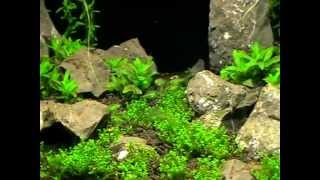 Microrasbora Kubotai Green
