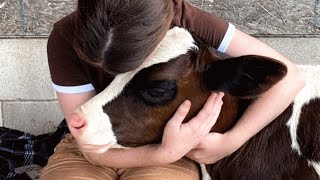 Cow was deemed useless because she can't have babies. But for this woman she was perfect.