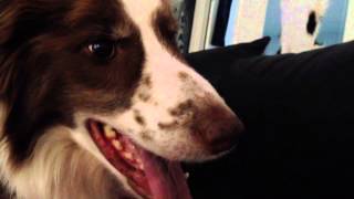 Åsk rehab för rädd hund