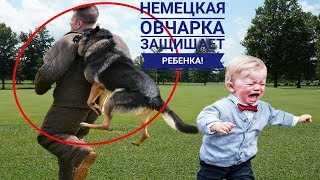 Немецкая ОВЧАРКА защищает РЕБЕНКА! ?