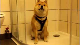Shiba Inu "Hunter" hiding in the Shower in fear of Fireworks