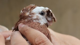 Usbekische Tauben / Узбекские голуби ( Шамши Сейдуалиев , Алматы, Казахстан )