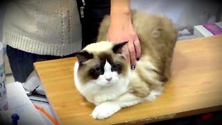 Рэгдолл - Шикарный Голубоглазый КРАСАВЕЦ | ПОРОДЫ КОШЕК