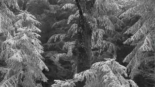 Dark Ambient - Vinterriket - Schneehain