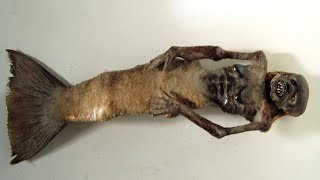 странные морские животные