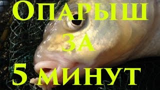 Самодельный опарыш. Как быстро и без труда сделать опарыша в домашних условиях