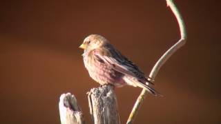 ハギマシコ（2）越冬（野付半島） - Asian Rosy finch - Wild Bird - 野鳥 動画図鑑