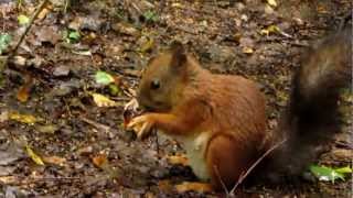 Белка сушит гриб на зиму / Squirrel dried the mushroom