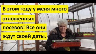 "Замороженные" посевы томатов! Когда захочу, тогда и "отогрею" их!
