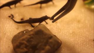 Baby Fire Belly Newt (eft) Feeding