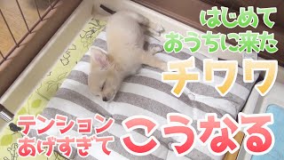 【初めておうちに来ました！】最初は緊張…だんだん慣れてくると動きが一変！ ／ チワワのノア #2
