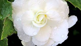 Beautiful flower begonia Прекрасный цветок бегония