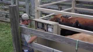 Rice Lake Livestock Scales Sales Video