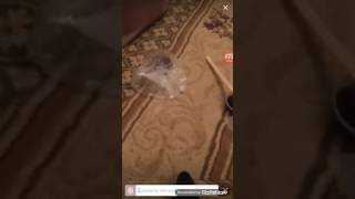 [Periscope] cy4ku. Позор