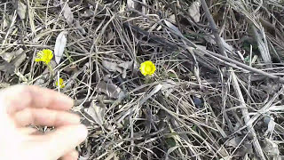 мати й мачуха Підбіл звичайний перші пилконоси