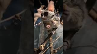 Iris the bushbaby #shorts