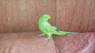 Indian red neck female  and Alexander parrots  meet first time and kids are afraid off(1)