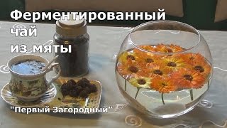 Ферментированный чай из мяты в домашних условиях
