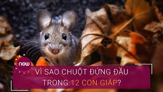 Vì sao chuột đứng đầu trong 12 con giáp? | VTC Now