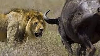 ► Animals Documentary - ¡¡Africa Animals eXtreme!! - WILD National Geographic | HD