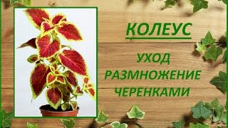 Колеус (крапивка)- уход, размножение черенками