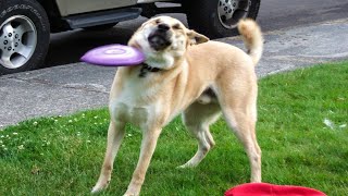???? Dogs And ???? Cats In Funniest Situations - Funny Animal Videos ????