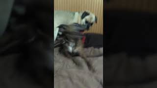 Gay dogs HAHAHA