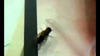 Insect mating