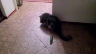 Русские коты не боятся огурцов! Проверено!