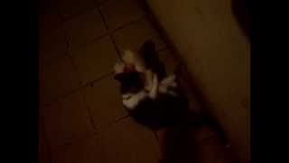 my dear daria and the mutant rabit