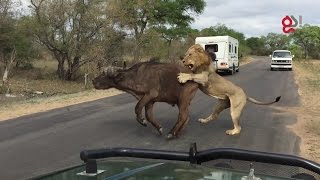 Lions Attack Buffalo Meters From Tourists