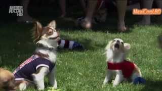Чихуахуа. Порода собак. Dog breeds, funny, funny cats and dogs