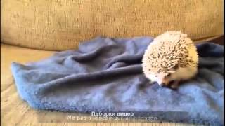 Смешные. Короткие. Приколы.88