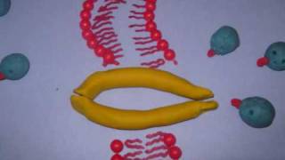 Facilitated Diffusion Animation !