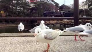 Black headed Gull 常盤公園のユリカモメ4