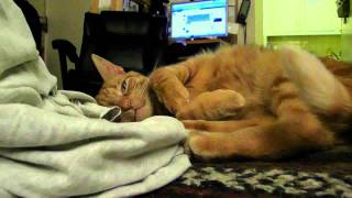 Felis Silvestris Catus