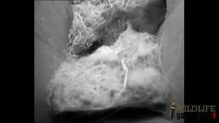 Wildlife Gadgetman - Cat Raid Great Tit Nest 280414
