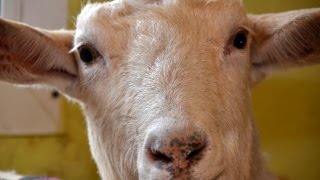 Продуктивный период у козлов и молочных коз. Канд. с.-х. наук Шаталов В.А.