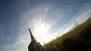 ГУСИНАЯ  ОХОТА , лучшие моменты за  2018 год. Canada  goose hunt.