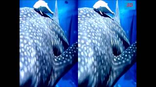 3D Незабываемое ощущение Подводный мир / 3D unforgettable experience Underwater