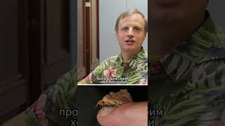 Бабочки-вампиры