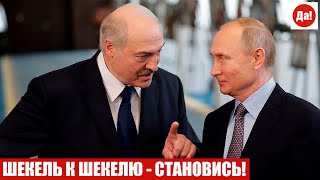 ШЕКЕЛЬ К ШЕКЕЛЮ - СТАНОВИСЬ!