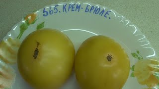 ТОМАТ "КРЕМ БРЮЛЕ". №565. ДЕГУСТАЦИЯ. 