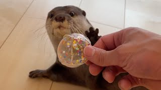 流行りのナノテープ風船をカワウソにプレゼントしてみた！I gave the trendy nanotape balloons to the otter!