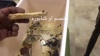 تربيه دود القبابي darkling} Eating birds}